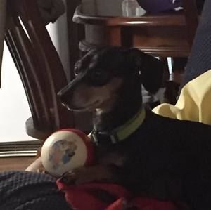 Meet your Posher, Janice lea